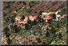Masca