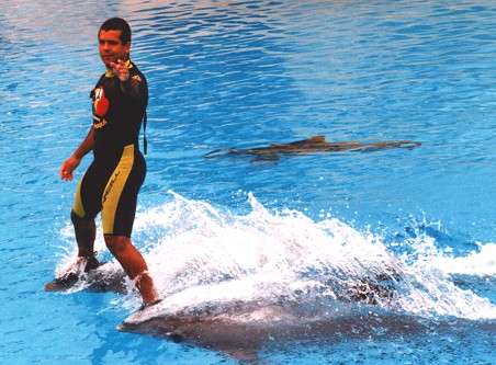 Dolphin Bye