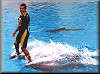 Dolphin Bye