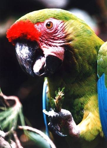 Loro in Parc