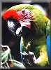 Loro in Parc